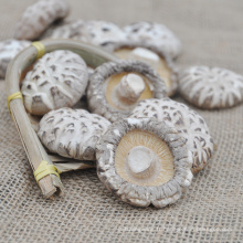 Champignons shiitake séchés